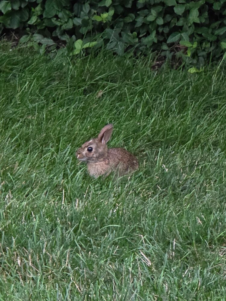 A small brown bunny in the grass