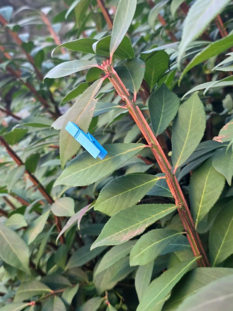 a small light blue wooden spring clothespin on the leaf of a bush