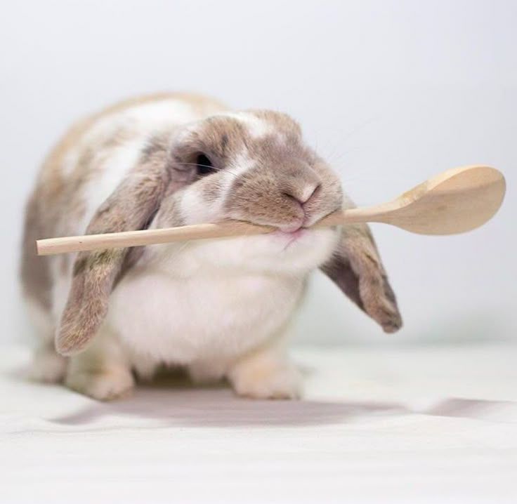 Bunny with a spoon