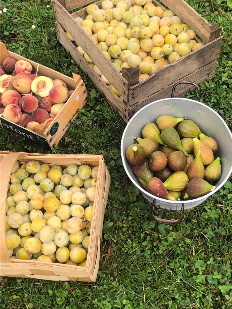 Vier Behältnisse (drei Steigen, ein großes Sieb) mit frisch gepflücktem Obst: Mirabellen, Pfirsiche, Feigen. Behältnisse stehen auf einem Rasen. 