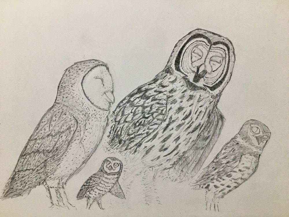 2022 - "The Band", the initial main owl characters of fantasy book series Guardians of Ga'Hoole, written by Kathryn Lasky. Characters from left to right: Soren (barn owl), Gylfie (elf owl), Twilight (great gray owl), and Digger (burrowing owl).