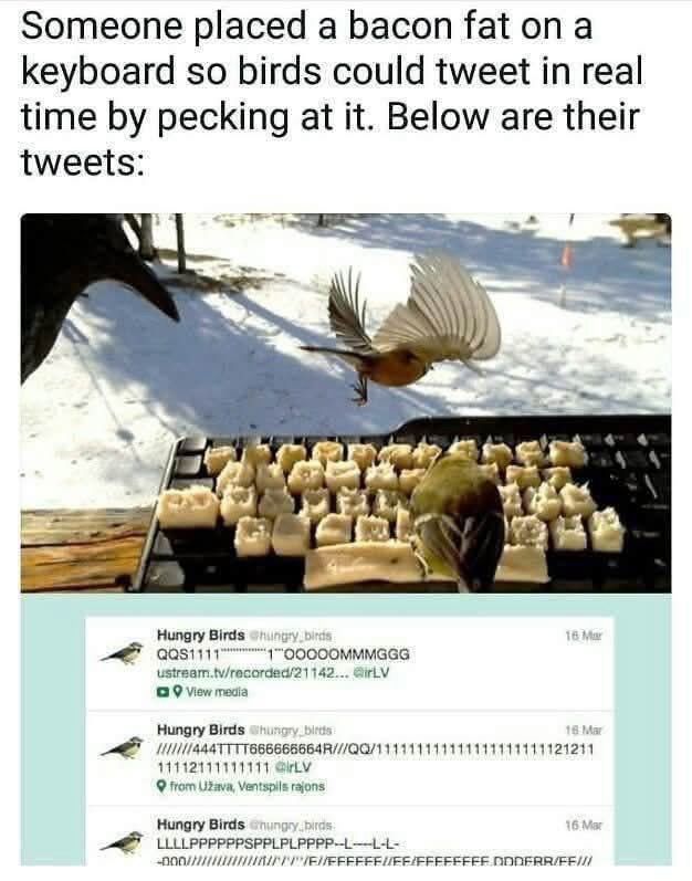 Comment image