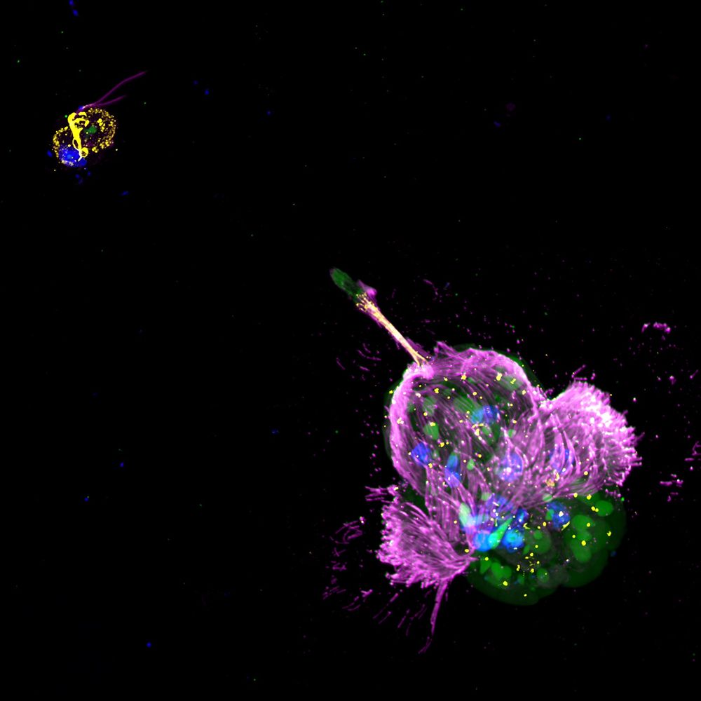 The marine ciliate Mesodinium rubrum (bottom right) is famed for its ability to steal chloroplasts and nuclei from red cryptophyte algae in the Teleaulax/Gemingera clade. But even these prey specialists can make "mistakes," ingesting blue-green Hemiselmis pacifica (upper left) and transiently retaining their plastids. Here, a M. rubrum cell points its feeding tentacles (labeled with an anti-centrin antibody, yellow) at an H. pacifica cell. The cryptophyte's flagella and ciliate's cilia (labeled with an anti-tubulin antibody, purple) and nuclei (labeled with DAPI, blue) are visible in this expansion micrograph taken with a Nikon spinning disk confocal microscope. Numerous stolen prey nuclei are visible inside of the M. rubrum cell. See Moeller et al. https://doi.org/10.1111/jeu.13066