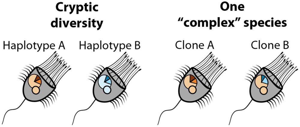 Schematic illustration of cryptic diversity in a ciliate species, in which several distinct dominant haplotypes (showing also intra-clonal diversity) are hidden behind one morphotype, and a ‘complex ciliate species’ comprising intra-clonal diversity within only one dominant haplotype.