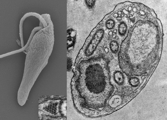 Scanning and transmission electron micrographs of Novijibodo darinka n. gen. n. sp.. Ventral view of cell with flagellar pocket, and cross section of cell with nucleus, mitochondrion containing kinetoplast, microtubular prism (enlarged), and endosymbiotic bacteria. Images taken by J. A. Packer. See Packer et al. https://doi.org/10.1111/jeu.13072