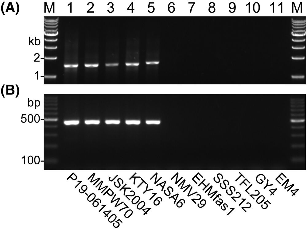 Detection of the PTORS gene from genomic DNA of various Entamoeba nuttalli strains.