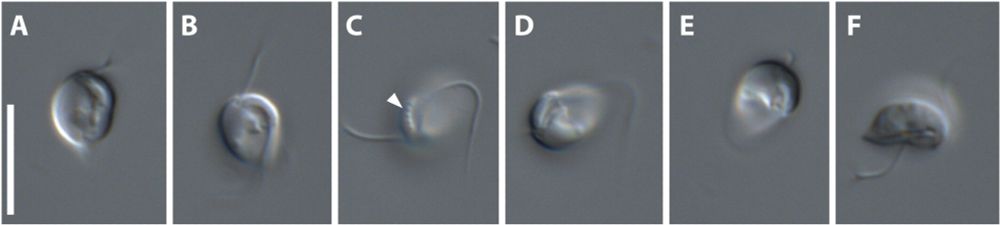 Light microscopy images of Divimonas melba n. gen. n. comb. from multieukaryotic culture CuF1Ancy in 150-ppt media.