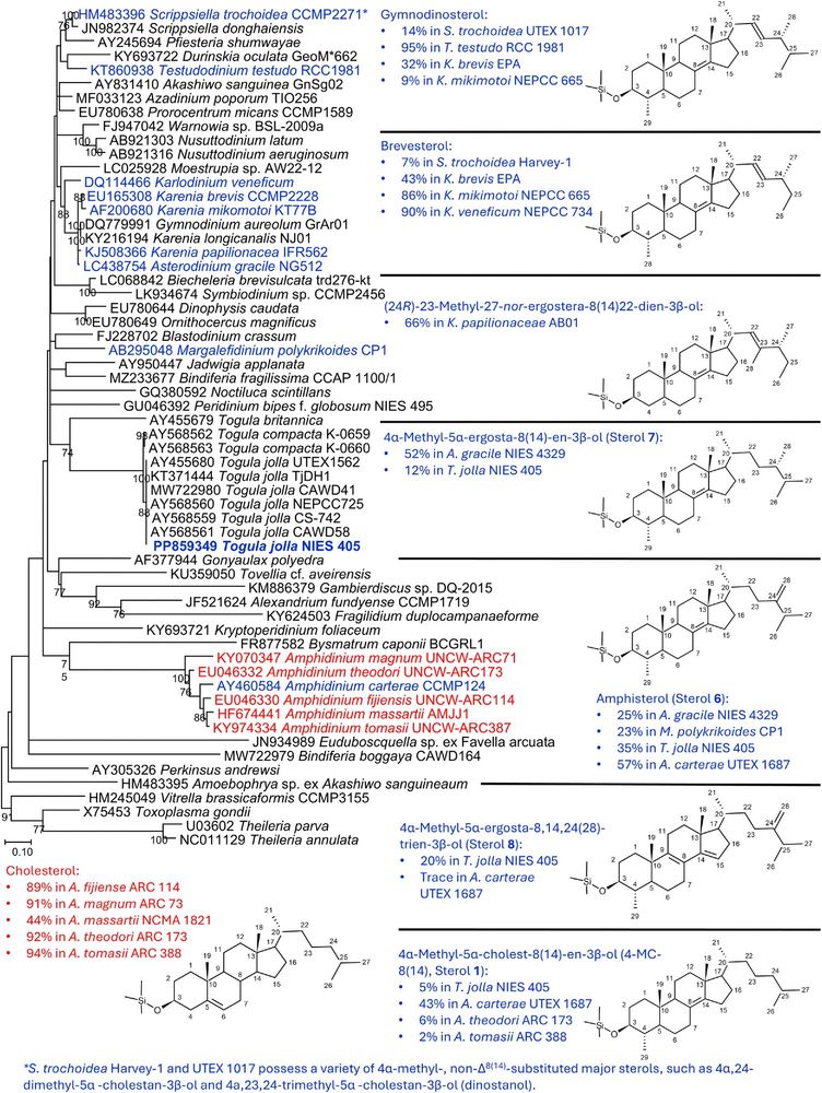 LSU rDNA phylogenetic analysis by maximum likelihood method showing the relationship between Togula jolla NIES 405 (in bold) and other Togula spp. strains.