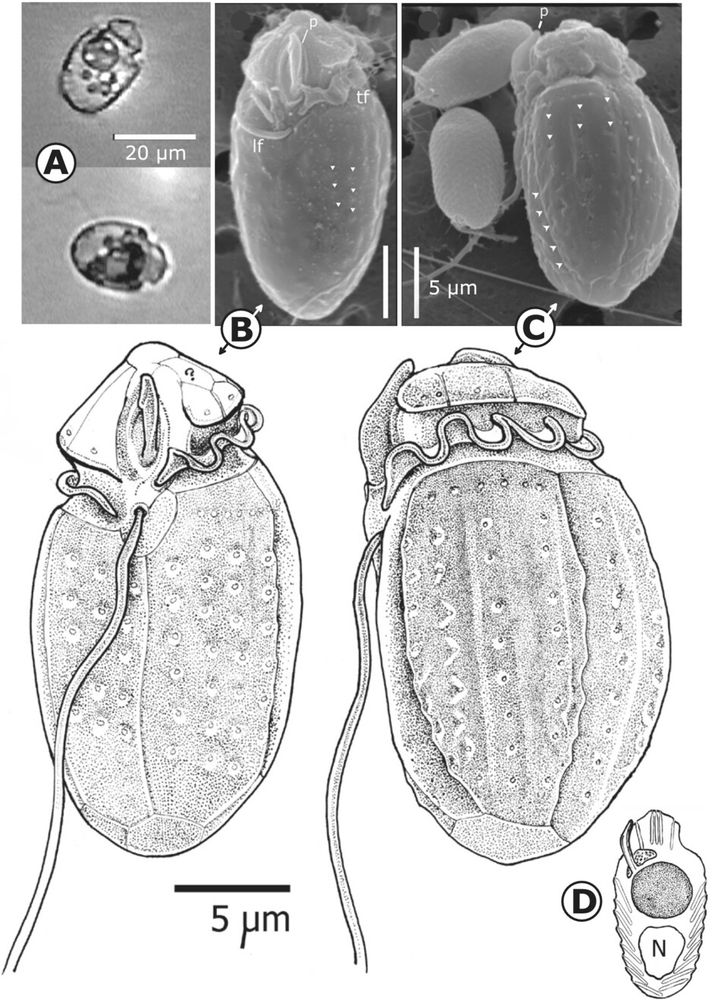 Microscopic images and depictions of Oxytoxum lohmannii (SPMC98).