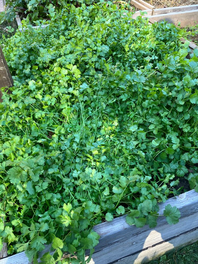 A raised wooden garden bed full of cilantro, some of which has been mashed down by my falling backward onto my butt while attempting to mount the crossbar of my broadfork in an adjacent bed