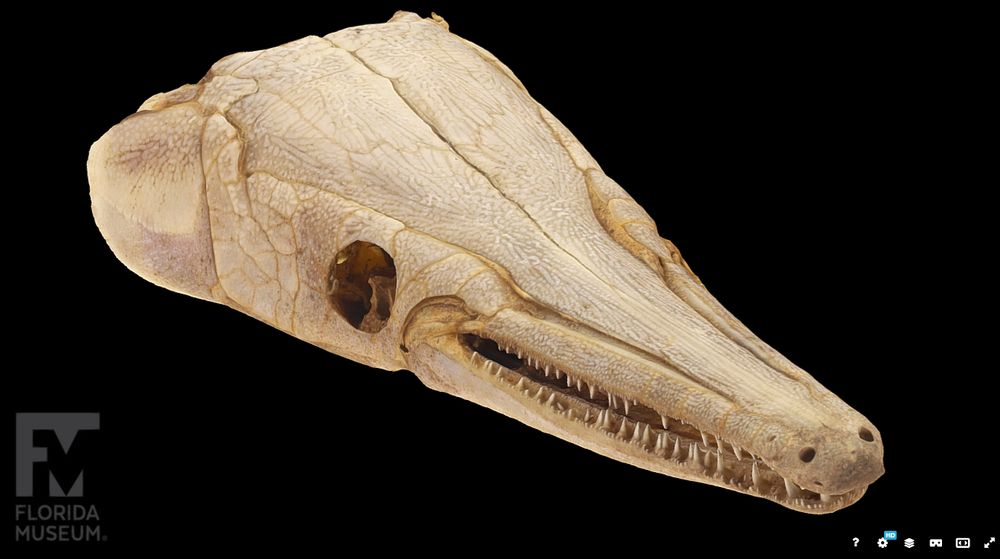 A 3d scan of a preserved gar (fish) provided by the Florida museum. The model can be moved freely and is excellent for art reference.