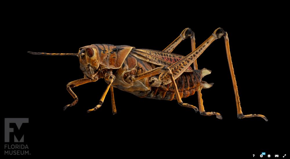 A 3d scan of a preserved grasshopper provided by the Florida museum. The model can be moved freely and is excellent for art reference.