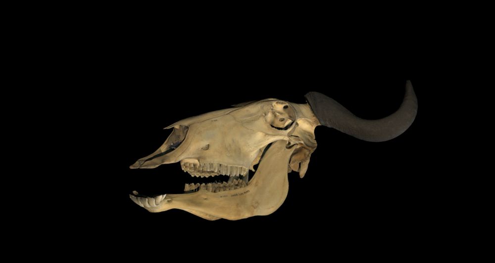 A 3d scan of a preserved wildebeest provided by the Florida museum. The model can be moved freely and is excellent for art reference.