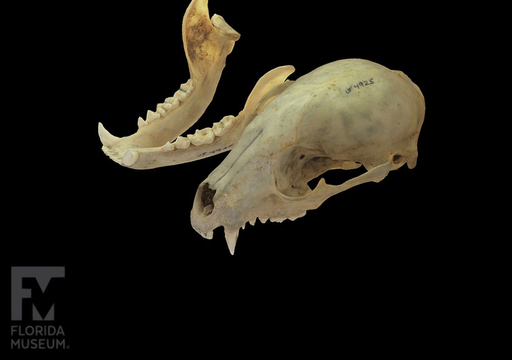 A 3d scan of a preserved raccoon skull provided by the Florida museum. The model can be moved freely and is excellent for art reference.
