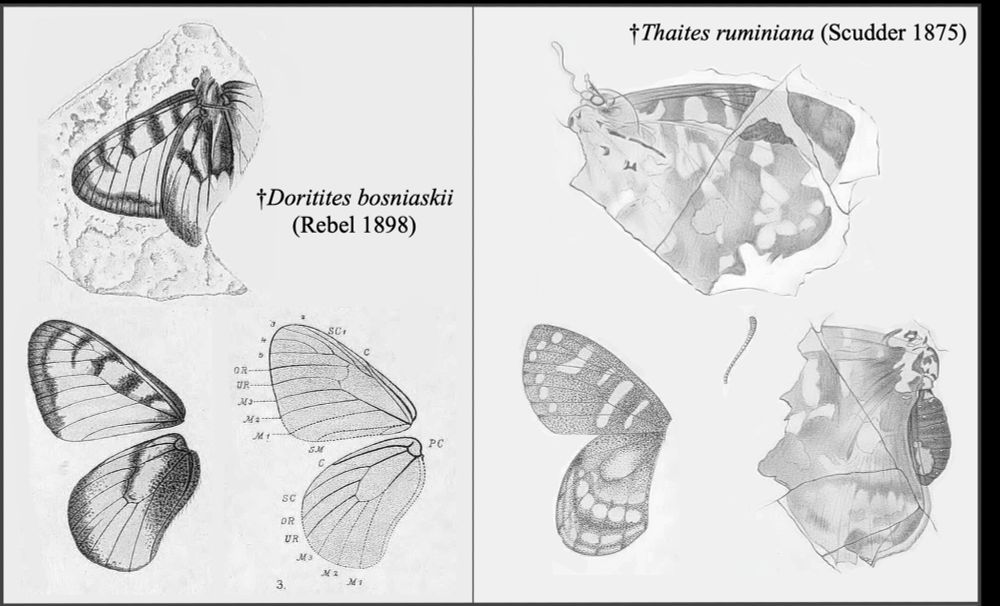 Original illustrations of the two fossils belonging to Parnassiinae. Illustrations of †Doritites bosniaskii on the left were made by Rebel (1898), and illustrations of †Thaites ruminiana on the right were made by Scudder (1875)