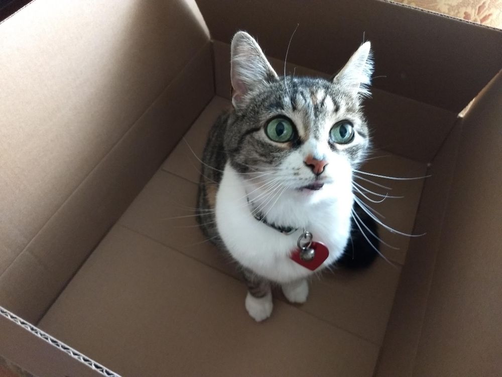 Winsome calico cat sits in a box looking up at the photographer. 
