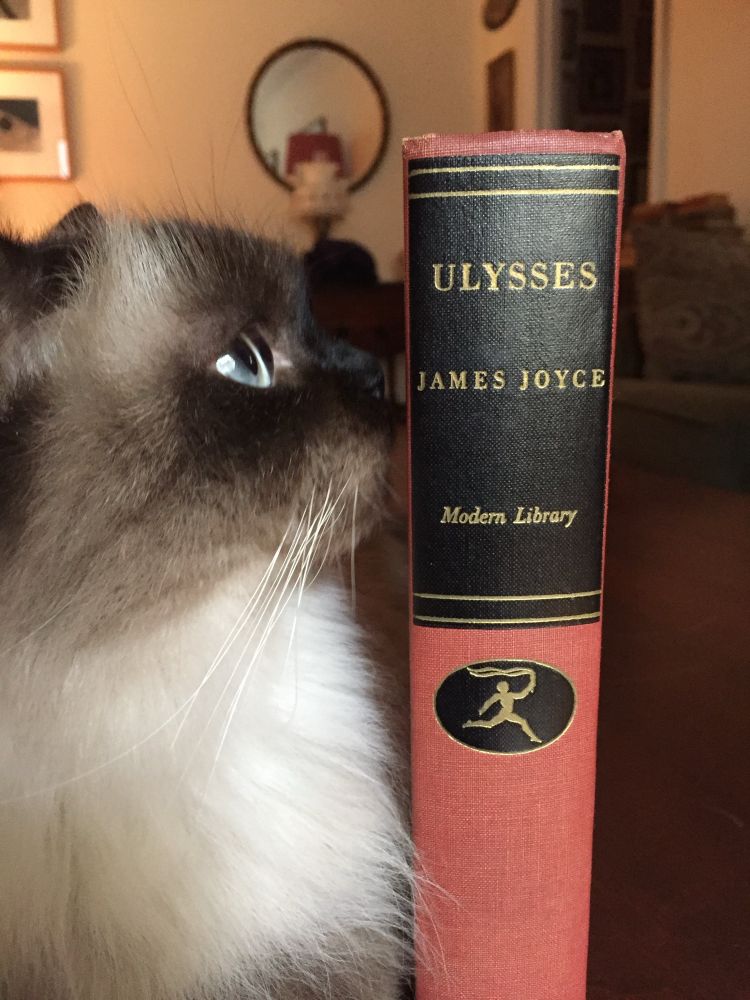 Closeup of a Himalayan cat sniffing a hardcover edition of the book Ulysses by James Joyce