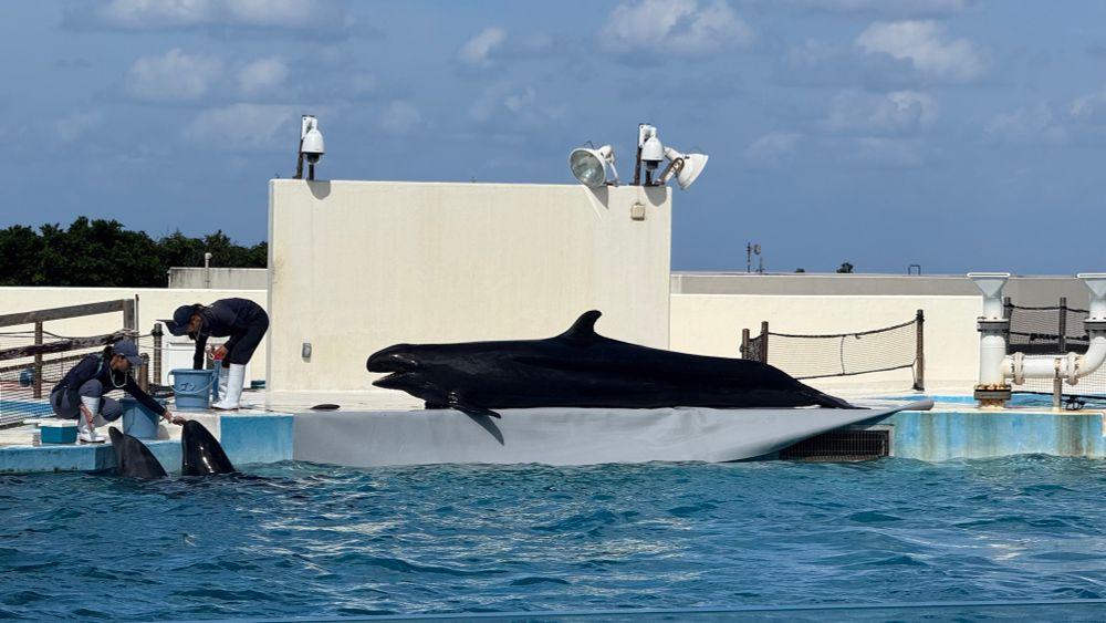 撮影可能舞台に通ったおかげで即5倍ズームに切り替えてきれいに撮れたイルカショー