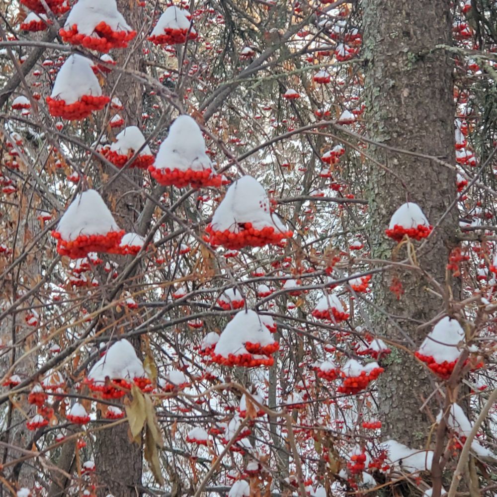 A close up shot in the winter forest of red mountain ash berries capped with white snow tops. 