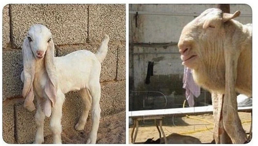 Two white very long eared goats. The one on the left is a juvenile and looks like something out of a cartoon with a cute face and expression. The one on the right is facing side on and this shows off the very bulbous nose and bulging neck. 