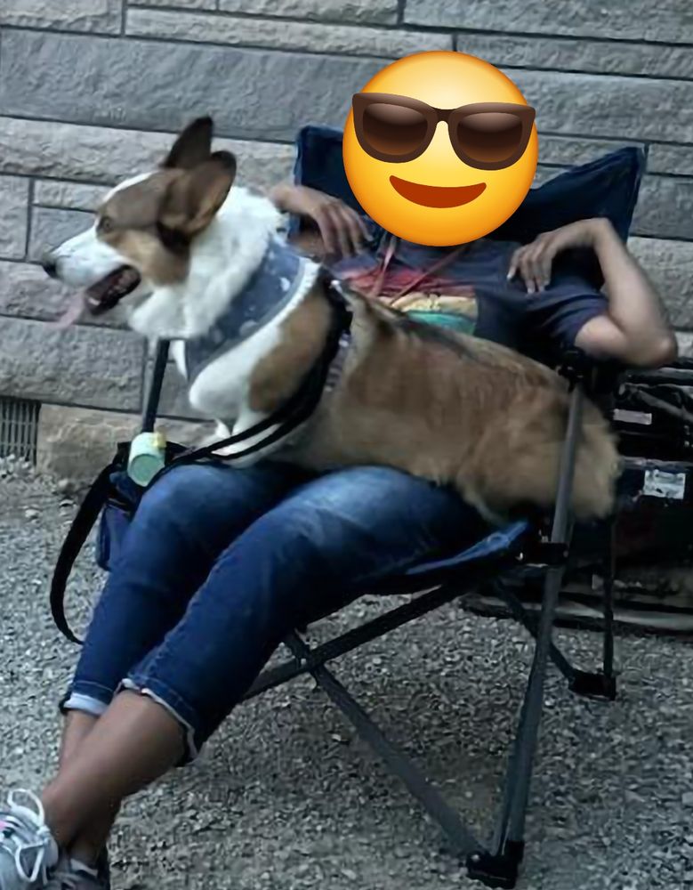 A picture of my dog Caspar, the biggest corgii alive, sitting on my lap