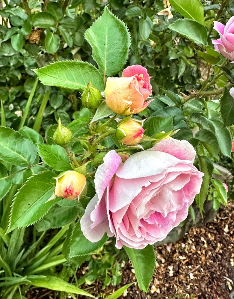 My petals are wet…