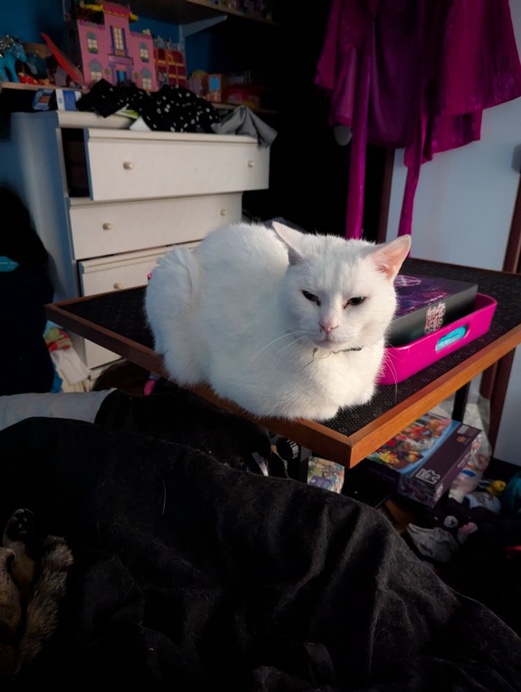Pure white cat sitting on a table