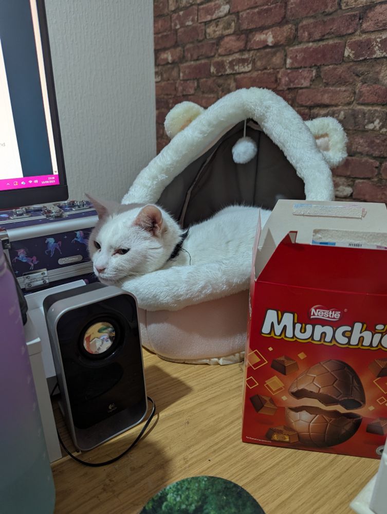 White cat in a hooded cat bed with a little pompom dangling from the roof. 