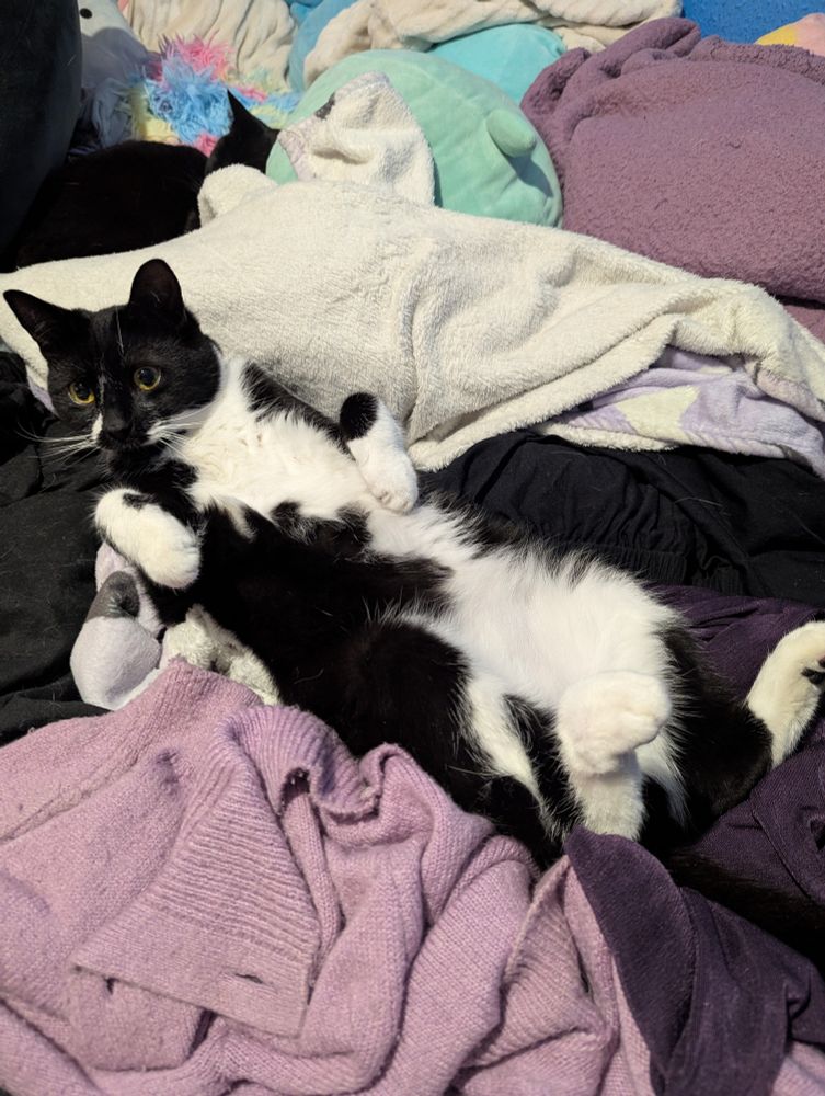 Black and white tuxedo cat lying on his back, belly exposed on blankets. 