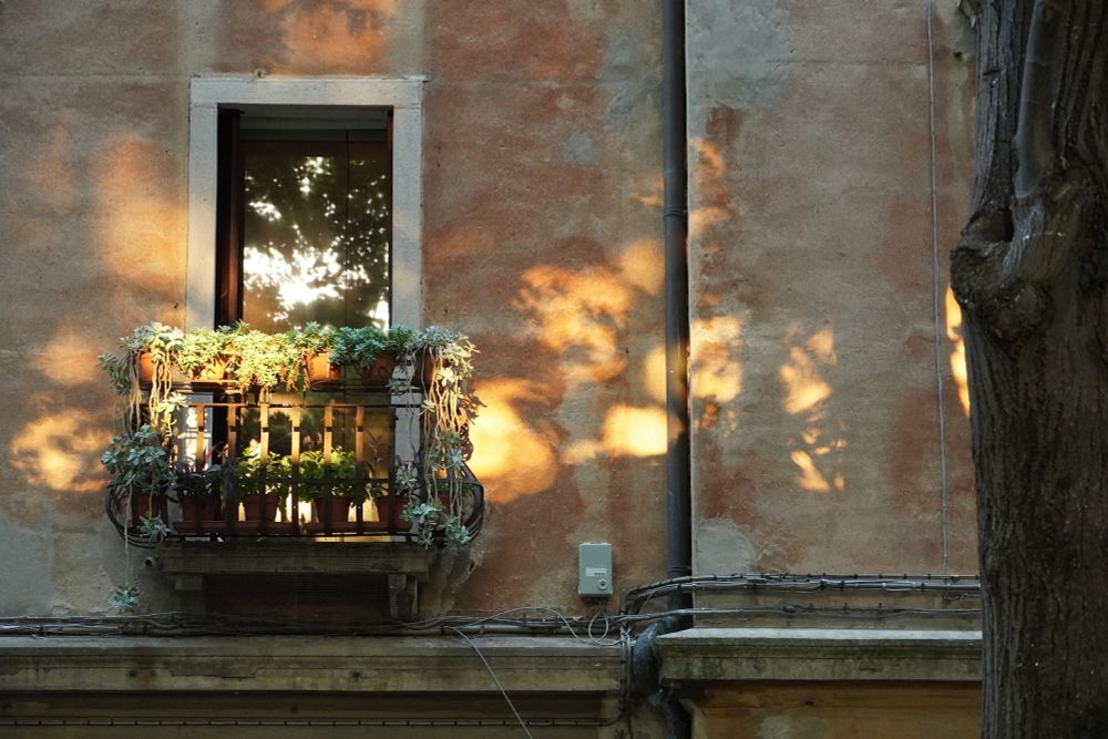 A straight on photo of a tan plaster exterior wall with a small rectangular window along the left of the image. The rusty metal Juliette balcony in front of the window is covered with creeping potted plants. The scene is mostly in shadow, with some bright orange spots of light of a sunset shining through trees, dappling the wall and and creating bright reflections on the window pane.