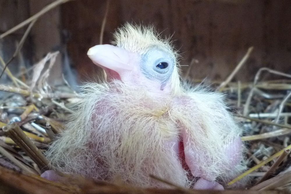 A closeup photo of a baby pigeon. It is primarily pink with white stringy feathers.