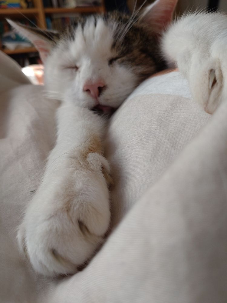 Man sieht nur einen Katzenkopf und zwei langgestreckte Vorderpfoten. Die Katze schläft. Das Fell ist weiß, die rechte Seite Auge und Ohr ist braun gefleckt. 