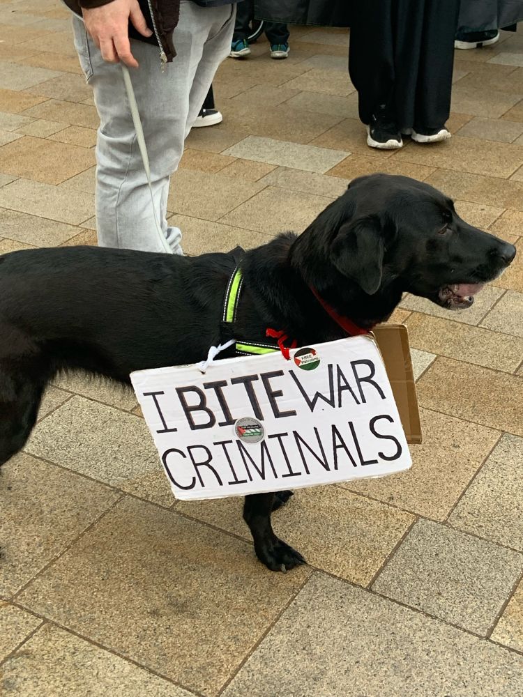 Dog wearing placard and carrying his ball. Placard says “I bite war criminals”.