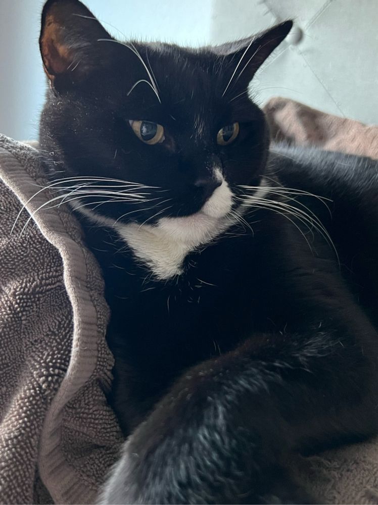 Black and white Tuxedo cat looking unbothered or totally bothered who knows? 
