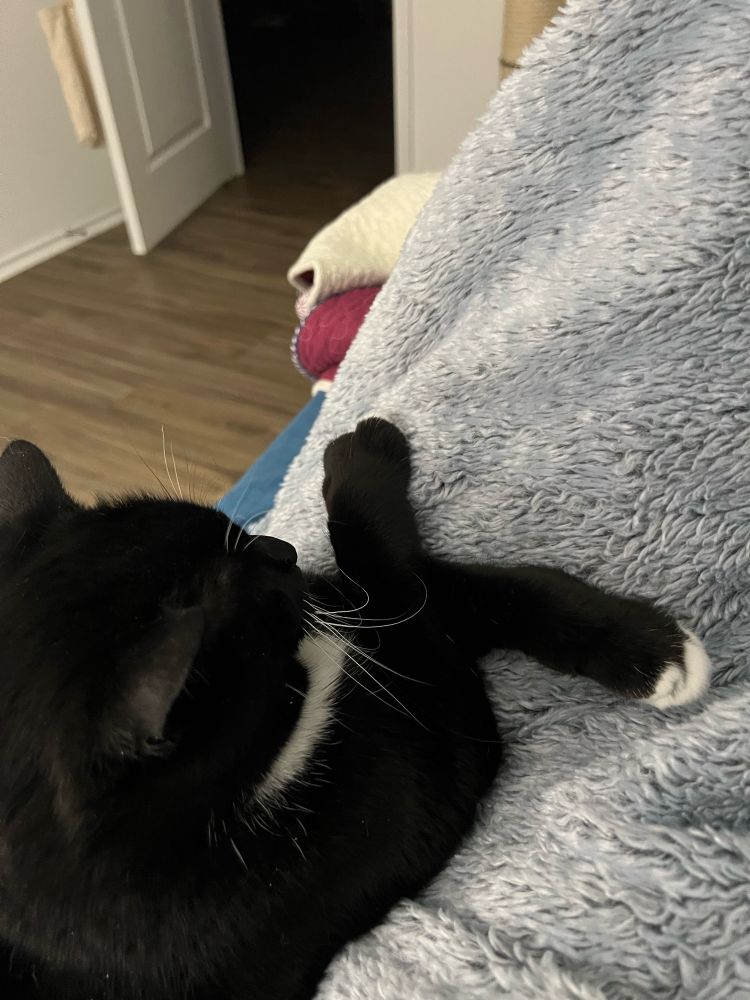 Cat on my lap with front legs crossed defiantly because she’s mad at the younger cat/interloper. 