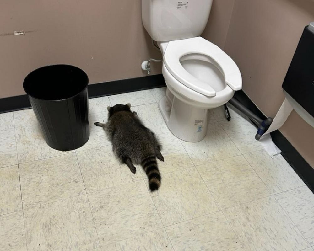 Drunk raccoon passed out on a bathroom floor after going on a drunken rampage through a store.