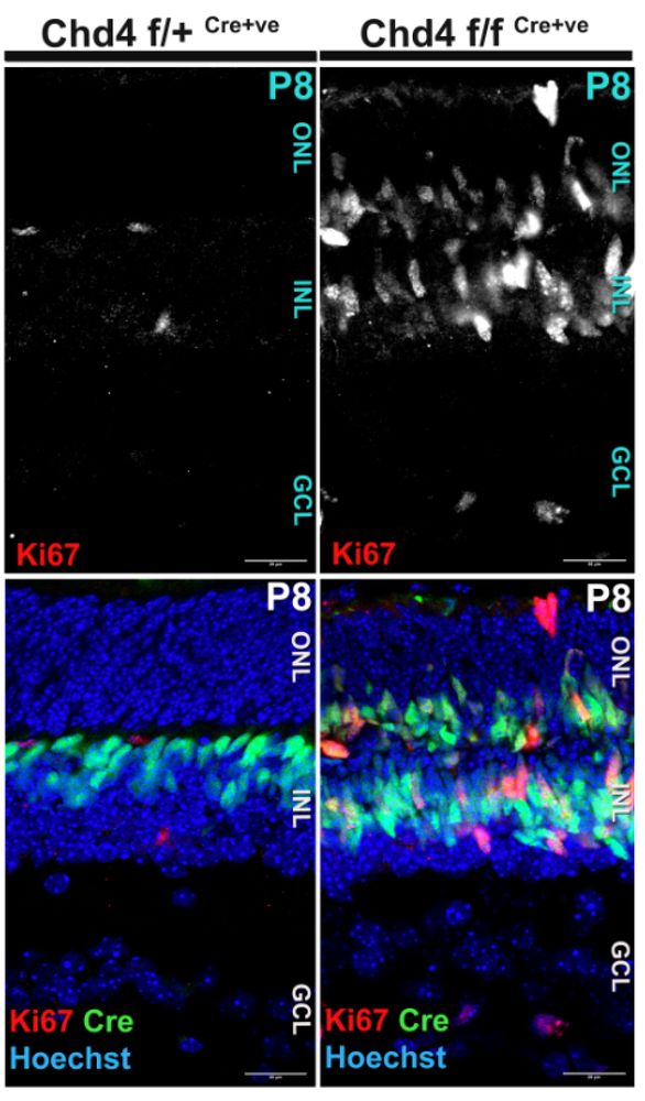 A comparison between a normal and mutant retina. The mutant has lots of cells that remain in the cell cycle.