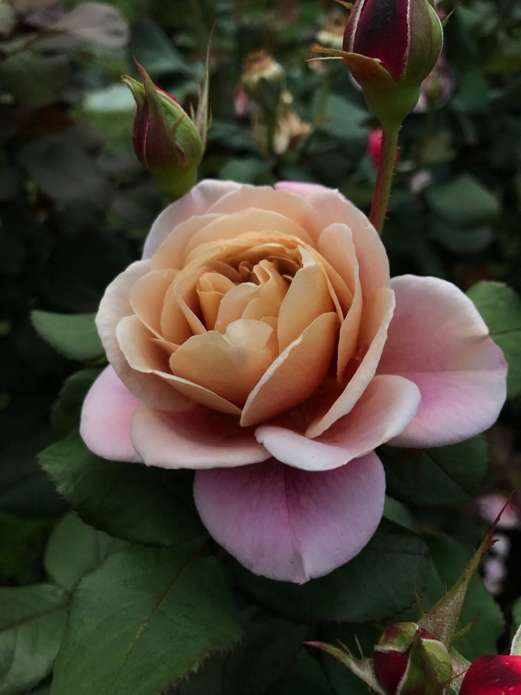 A pink/lavender/caramel colored rose that looks like the tattoo pictured below. It’s a rounded garden rose with two dark buds and deep green foliage. 