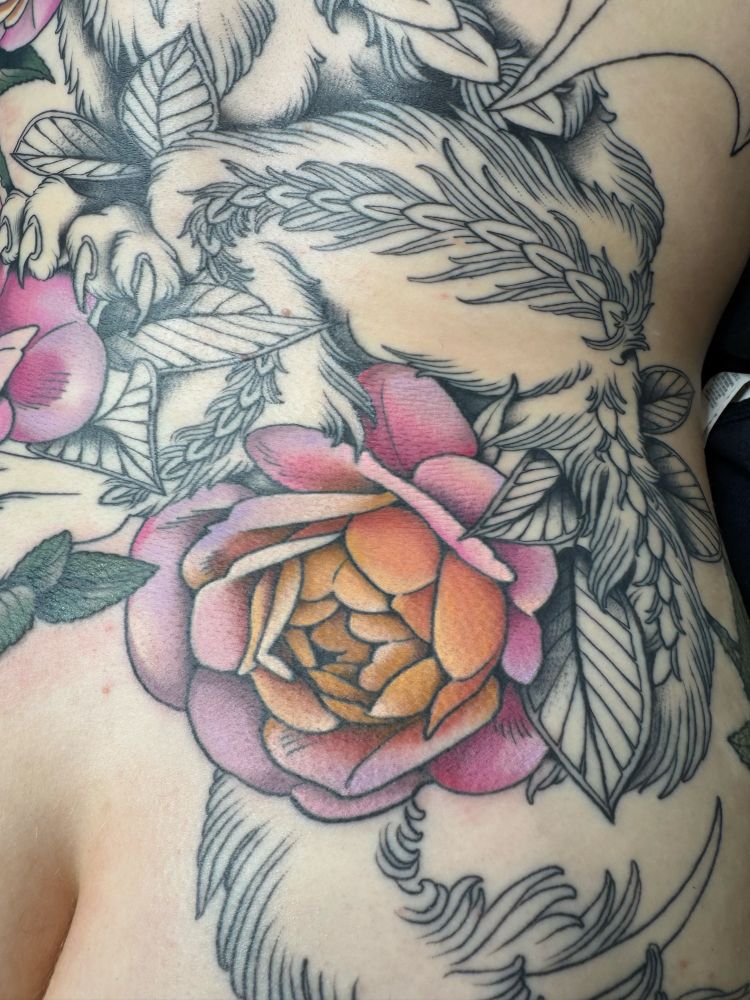 A closeup of a large back tattoo on a fair skinned person. The bit that’s visible is a pink/lavender/caramel colored rose (the variety is called distant drums) surrounded by leaves and fur that are not yet colored in. 