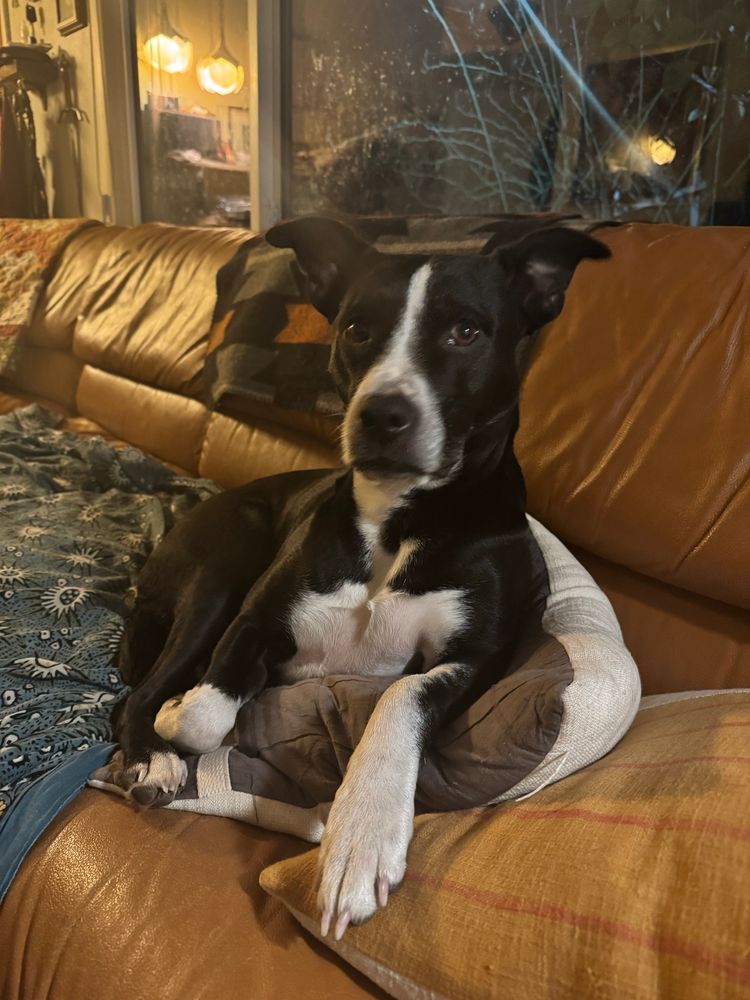 Black and white collie mix sits on a pillow on a leather couch, looking suspiciously at the camera with large ears raised. 