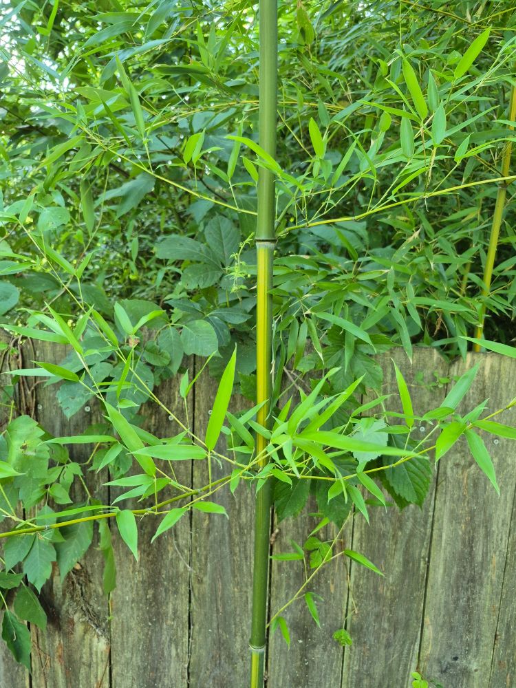 A single stalk of bamboo, likely arundinaria gigantae, that grows out of frame in front of a wooden fence. Behind the fence, more bamboo likely from the same canebrake can be seen on a neighboring lot.