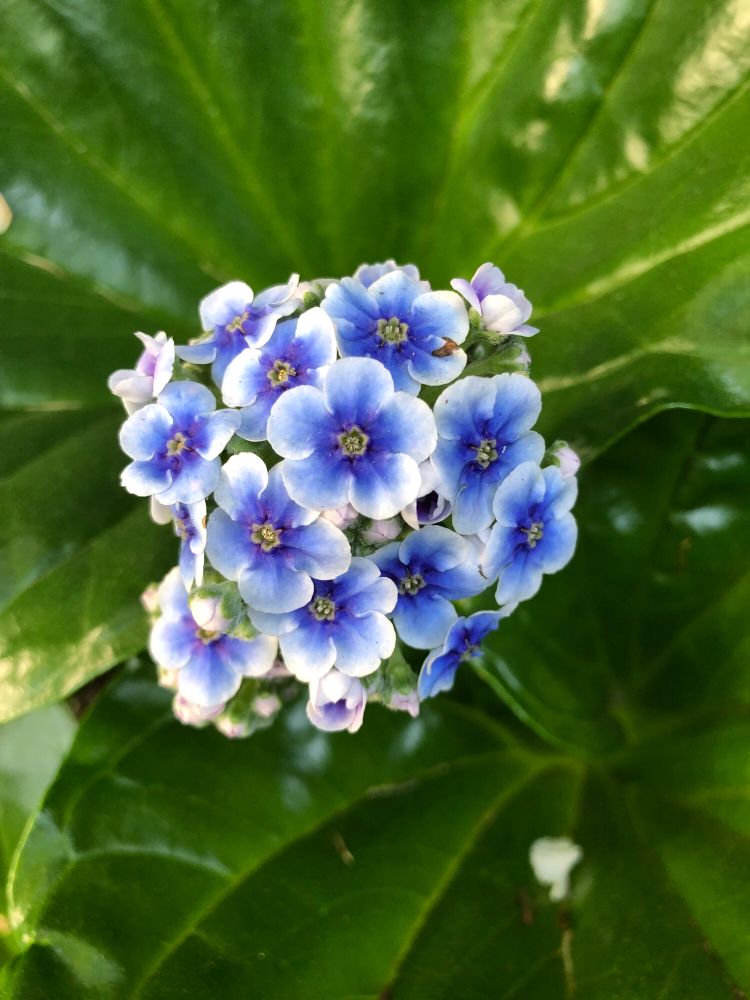 Close up photo of blue Chatham Island forget-me-not flower with dark green leaves.