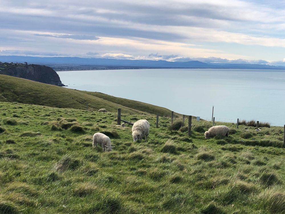 Hill overlooking ocean with sheep, lambs & cabbage trees.