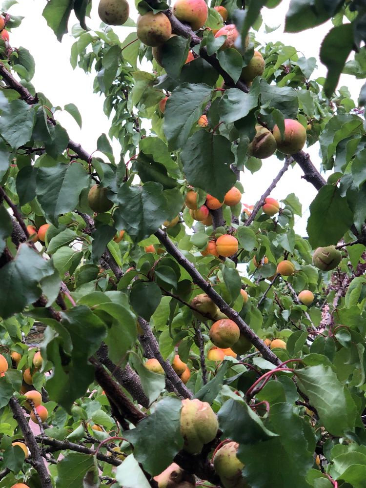 Tree branches with many nearly orange apricots 