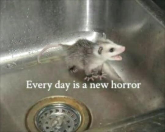 Tiny possum yelling in an empty sink, with the text "every day is a new horror".