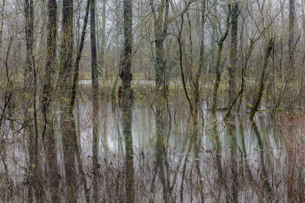 Flood waters inundating low lying areas of forest along the snoqualmie valley trail. Bare trees with moss and lichen, with reflections in the flood waters.