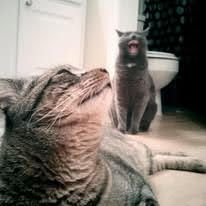 Millie (who recently passed) yawning, but looks to be yelling in the background. Charlie is serenaded in the foreground. 
By far, my greatest achievement as a former amateur photographer. 
