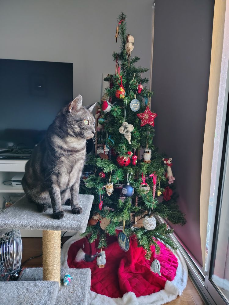 Cat looking outside, with a Christmas tree in the background 