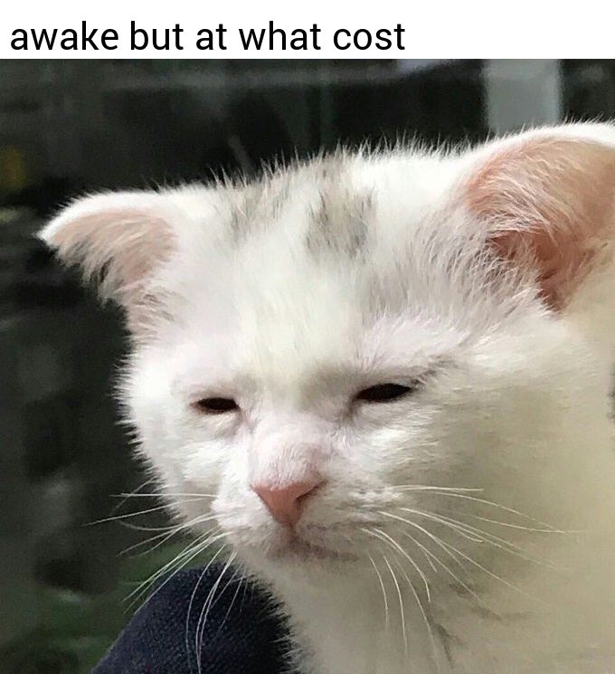 Tired cat meme

"awake but at what cost"