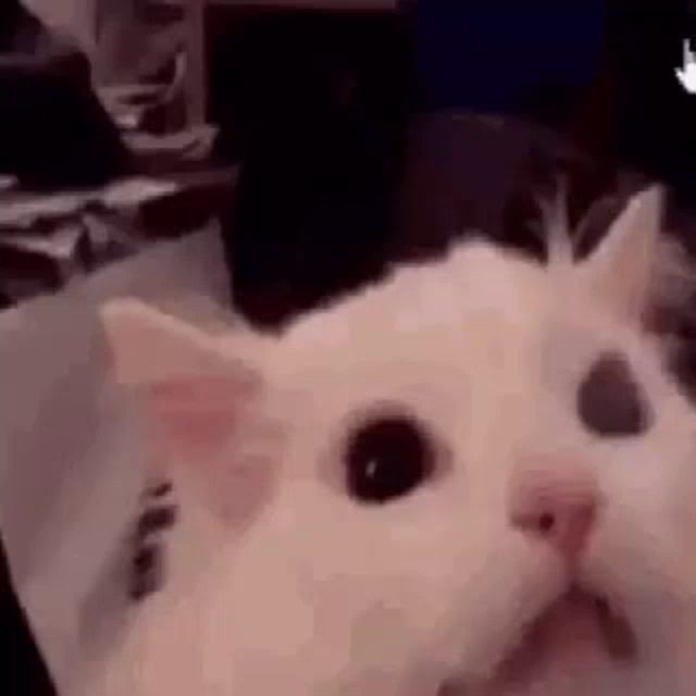 a close up of a white cat sitting on a table .